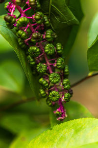 Close-up of plant