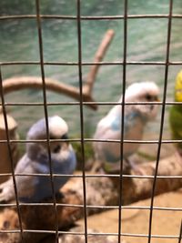 View of birds in cage