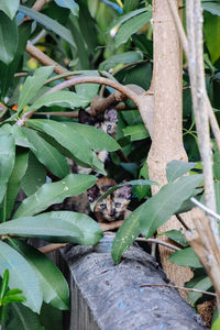 Close-up of insect on plant