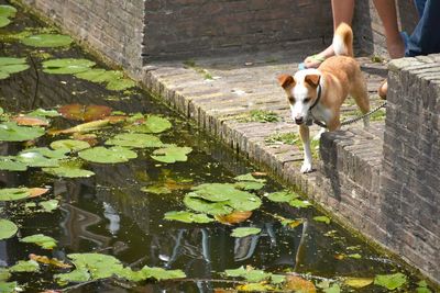 Dog by plants on water