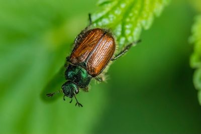 Close-up of bug on plant