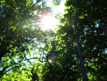 Low angle view of trees against sky