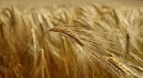 Close-up of wheat growing on field