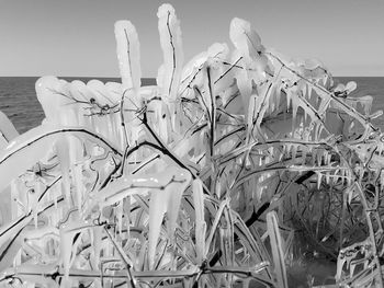 Close-up of plants