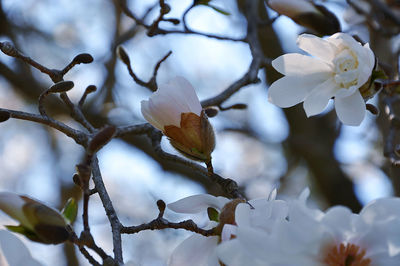 Low angle view of white star magnolia flower bud in spring