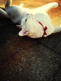 Dog lying on road