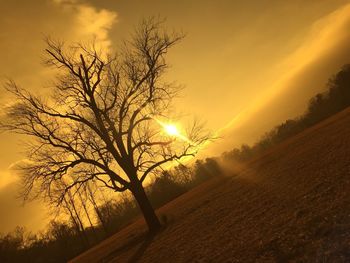 Sun shining through trees