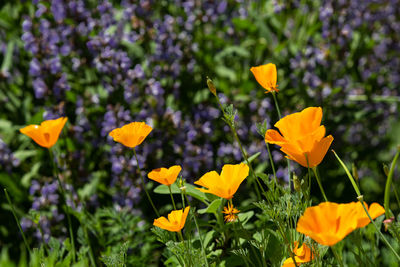 Close-up of yellow flowering plants on field