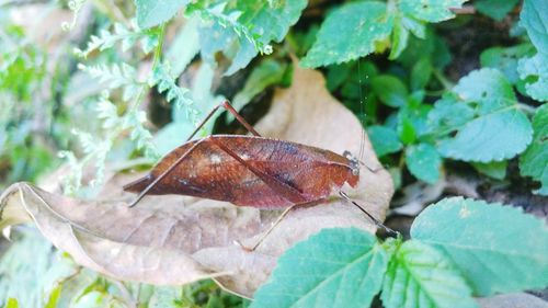 Close-up of insect on leaf