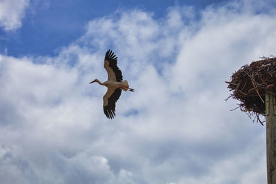 Low angle view of seagulls flying against sky