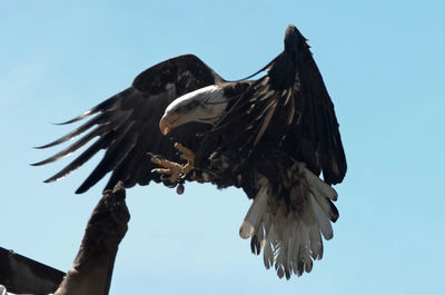 Low angle view of eagle against clear sky