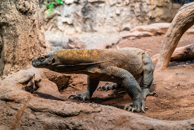 Close-up shot of a komodo dragon at the woodland park zoo in seattle, washington.