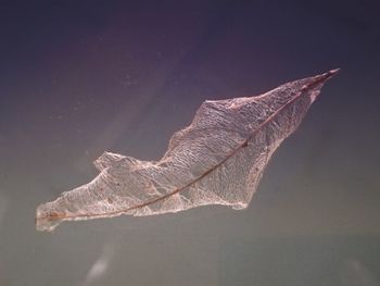 Close-up of dry leaf against white background