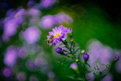 Close-up of purple flowering plants in park