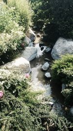 Plants growing in stream