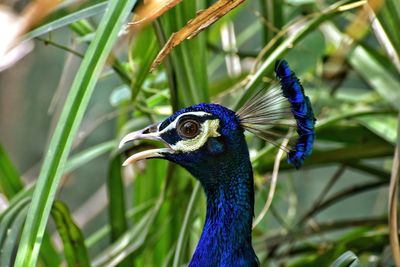 Close-up of a peacock