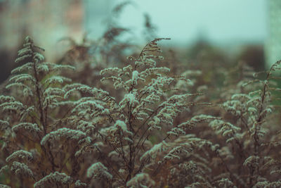 Close-up of fresh plants on field against trees