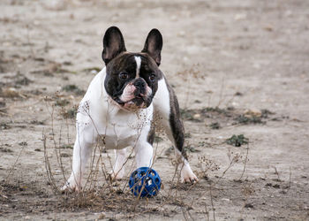 Portrait of dog with ball standing on ground