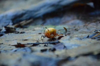 Close-up of insect on land