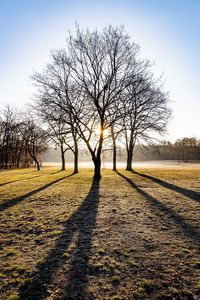 Bare tree on field against sky