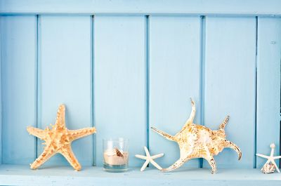 Dead starfish against wall