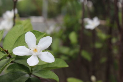 Close-up of white flowering plant