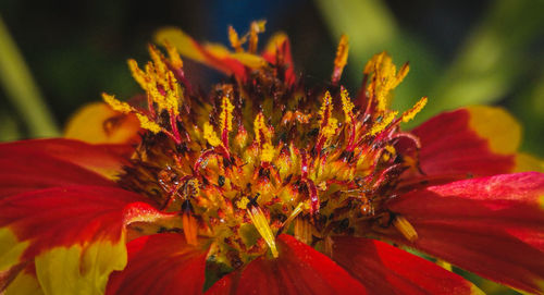 Close-up of red flower