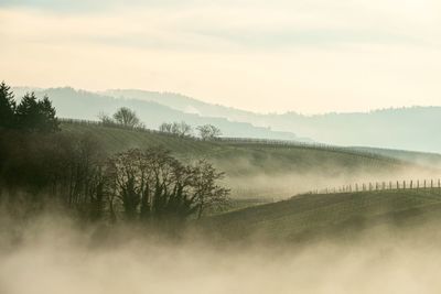 Trees on landscape against sky