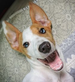 Close-up portrait of dog