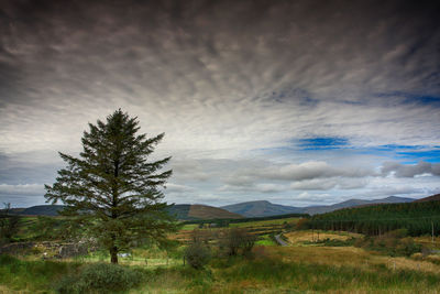 Trees on field against sky