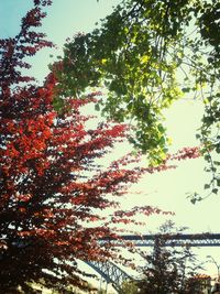 Trees growing against sky