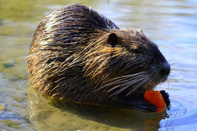 Wet nutria with carrot at lake