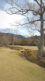 Bare trees on field against sky