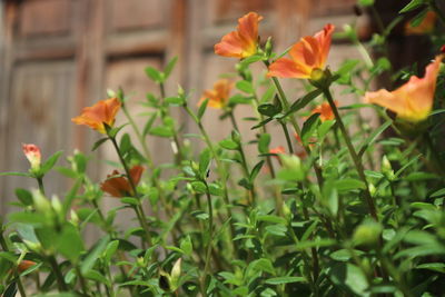 Close-up of flowers blooming outdoors