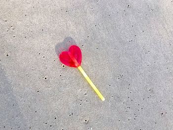 High angle view of red rose on concrete