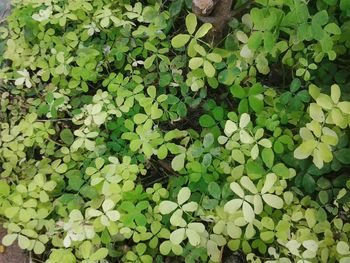 Full frame shot of leaves