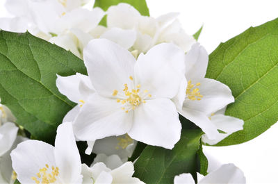 Close-up of white cherry blossoms