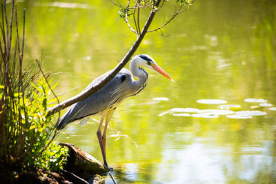 Bird perching on a lake