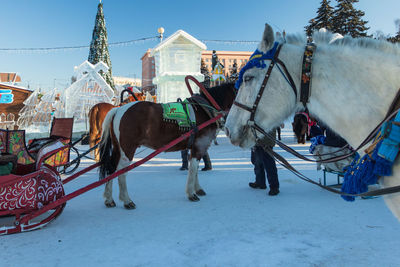 Horses on snow