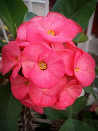 Close-up of pink flower