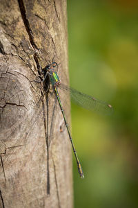Close-up of insect on plant