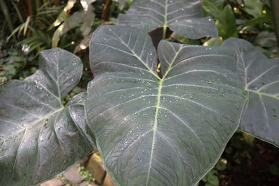 High angle view of raindrops on leaves