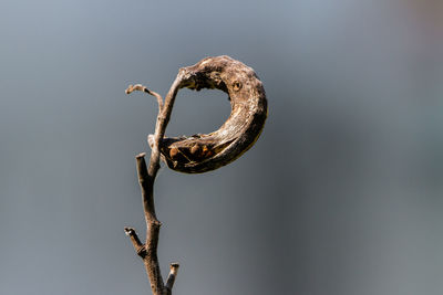 Close-up of dry plant