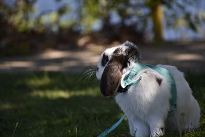 Close-up of a dog on field