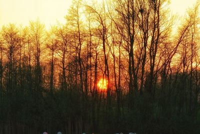 Scenic view of trees during sunset