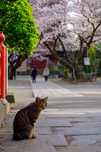 Cat sitting on footpath