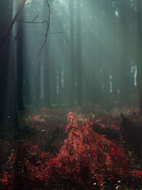 View of trees in forest during autumn