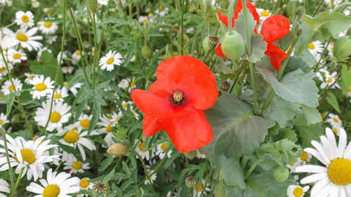 flowering plant