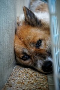 Close-up portrait of a dog