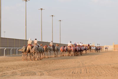 People riding horses at farm against sky